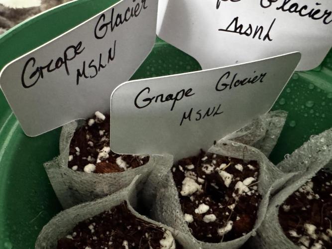 Grape Glacier. Week 0