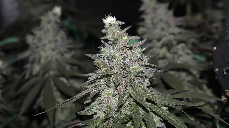 MacNcheese. Week 17