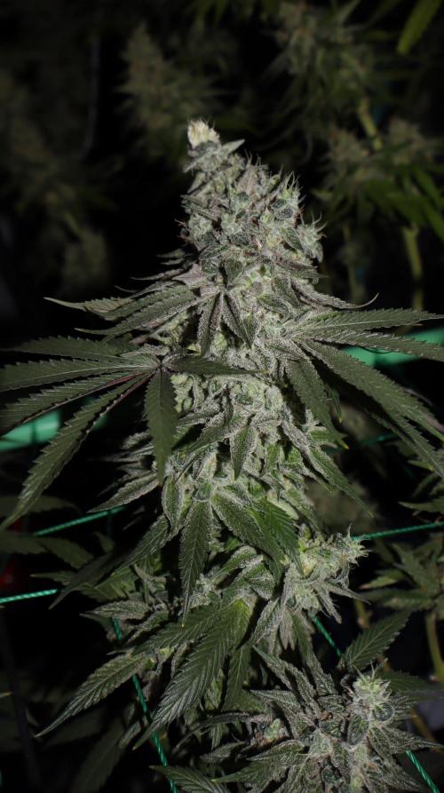 MacNcheese. Week 17