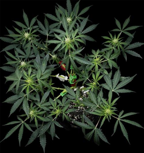 ?Delicious Cookies Auto #3?. Week 6