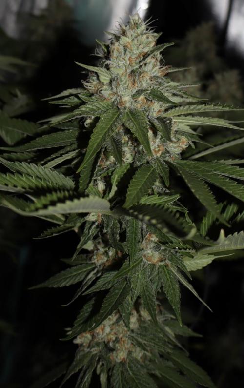 Sour Diesel . Week 17