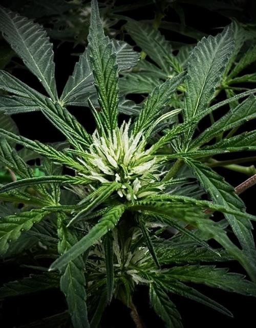 ?Delicious Cookies Auto #3?. Week 6