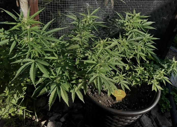 Black Orchid Auto. Week 6