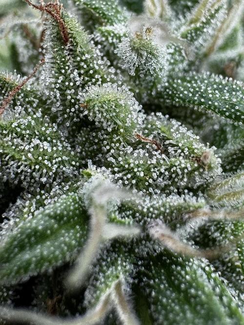 Lemon haze Auto. Week 9