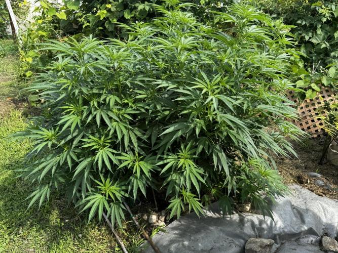 Candy Cream Go Fast. Week 16