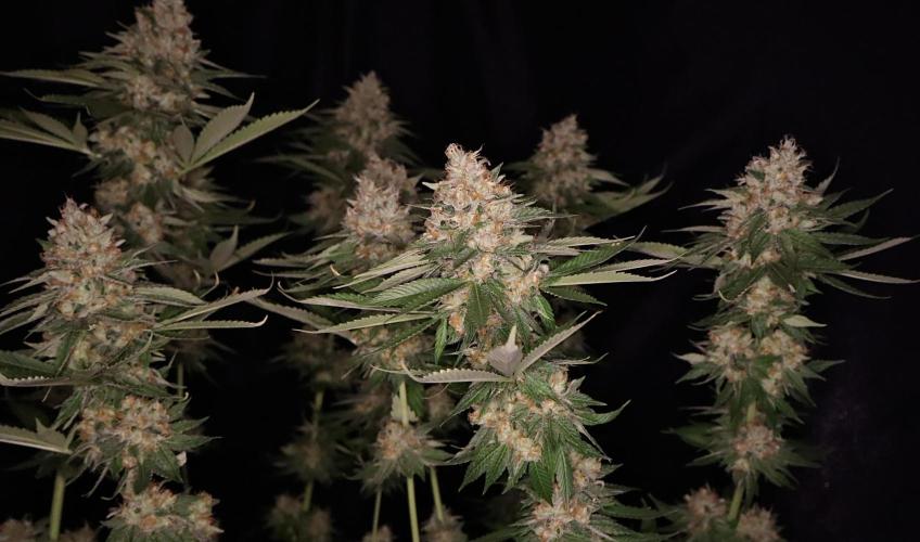 Sour Diesel. Week 18
