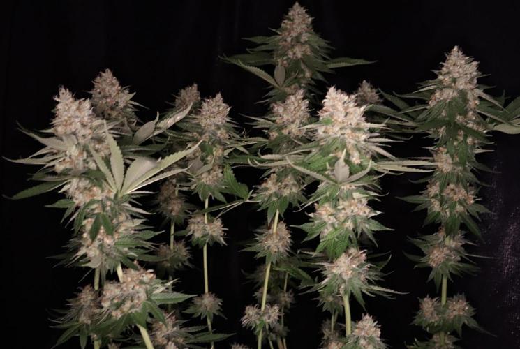 Sour Diesel. Week 18