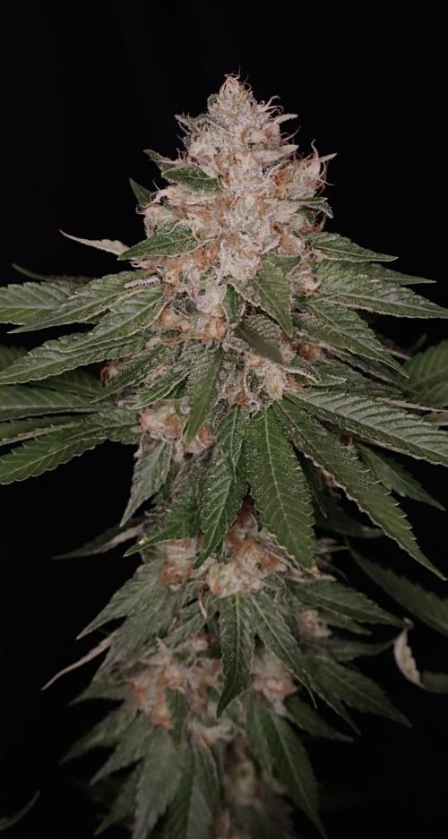 Sour Diesel. Week 18