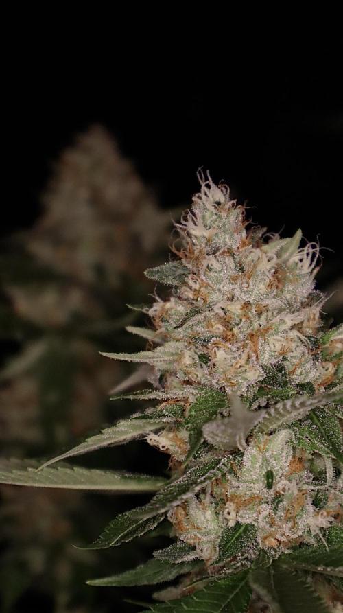 Sour Diesel. Week 18