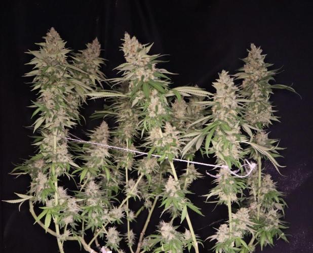 Sour Diesel. Week 18