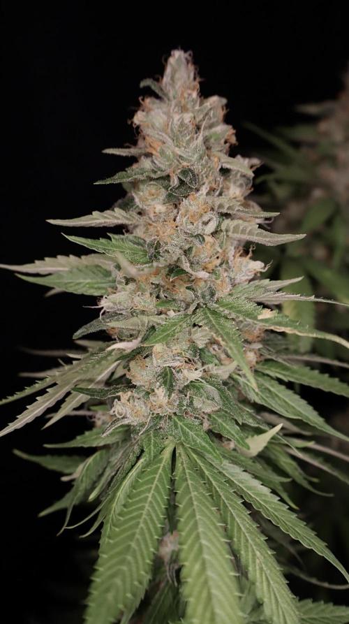 Sour Diesel. Week 18