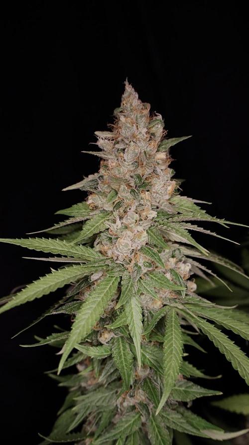 Sour Diesel . Week 18