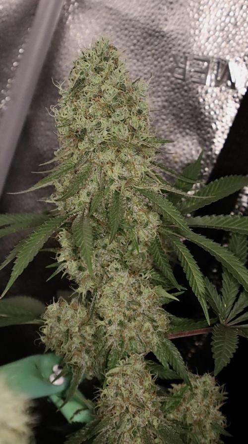Pure skunk Go Fast. Week 16