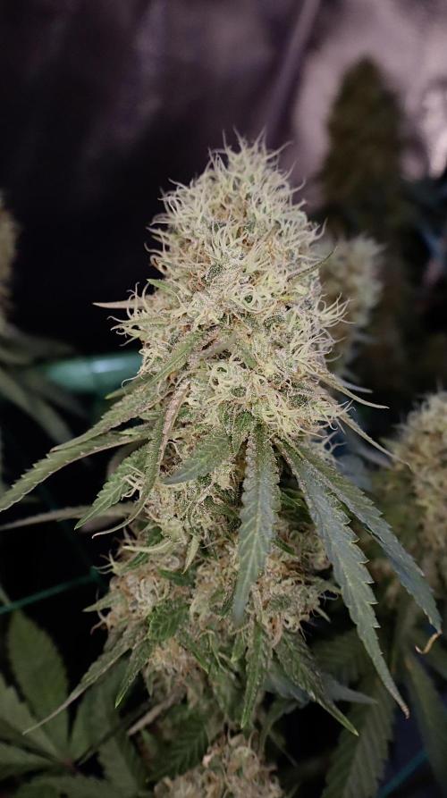 Pure skunk Go Fast. Week 16