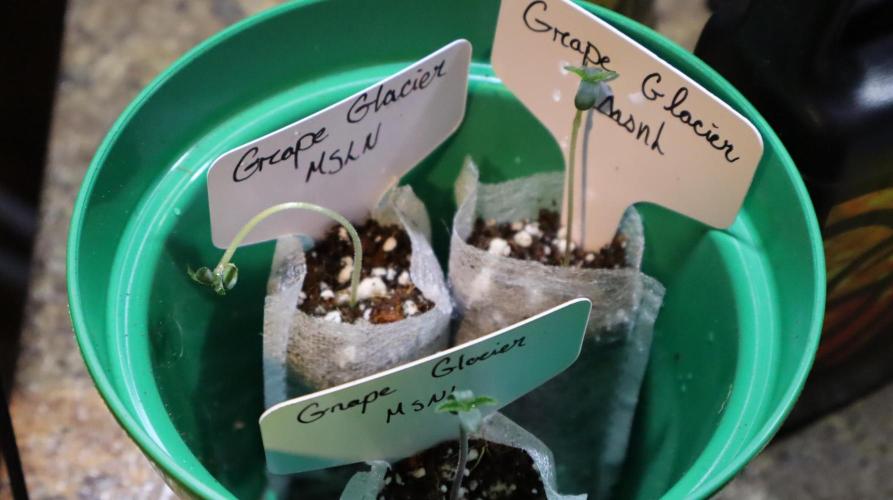 Grape Glacier. Week 1