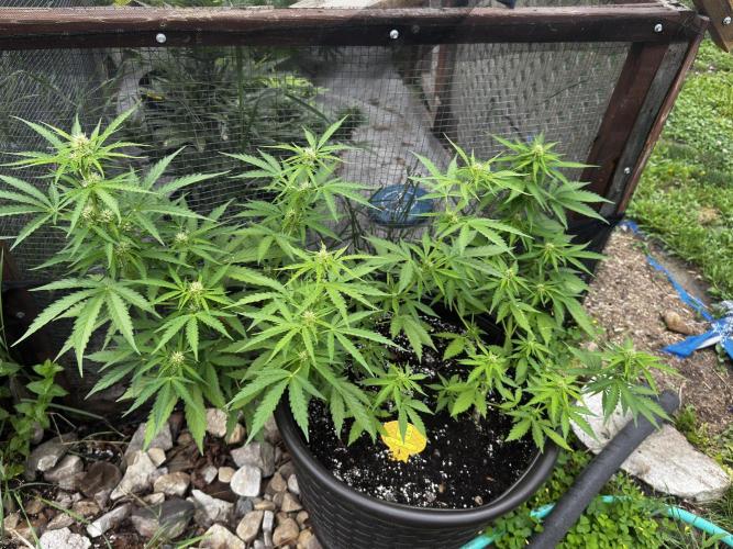 Black Orchid auto. Week 6