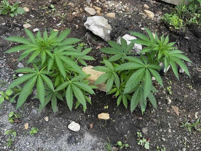 Twins Delicious Cookies. Week 7