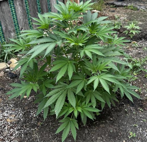 Amnesia Haze GoFast. Week 9