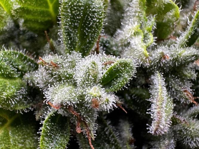 Black Dog#1. Week 9