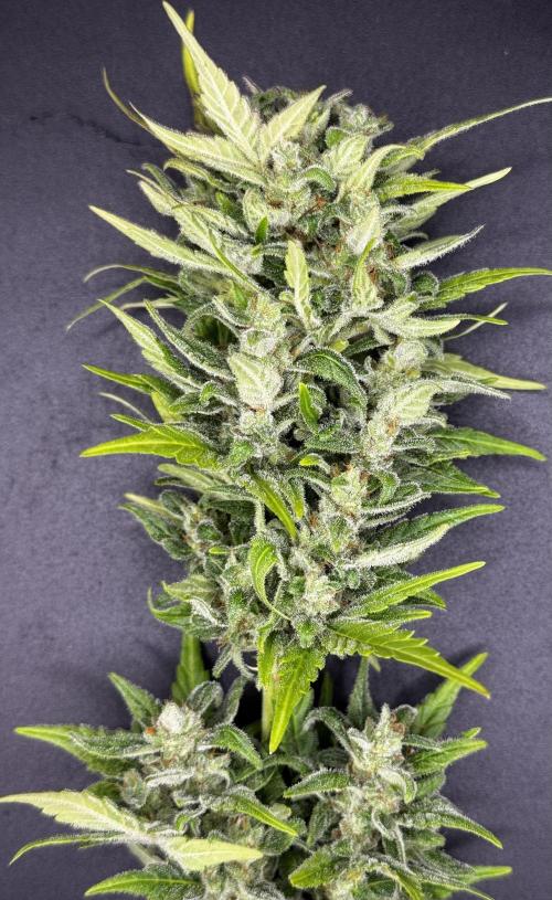 Black Dog#1. Week 9