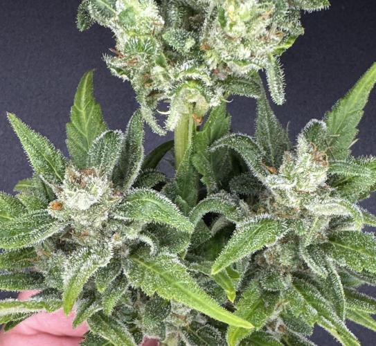 Black Dog Auto. Week 9