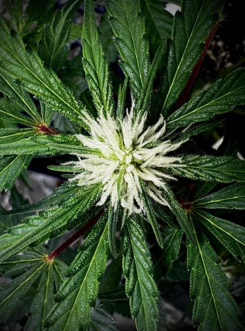 ?Delicious Cookies Auto #3?. Week 7