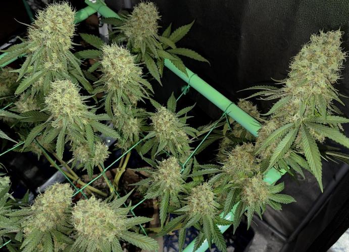 Pure skunk Go Fast. Week 16