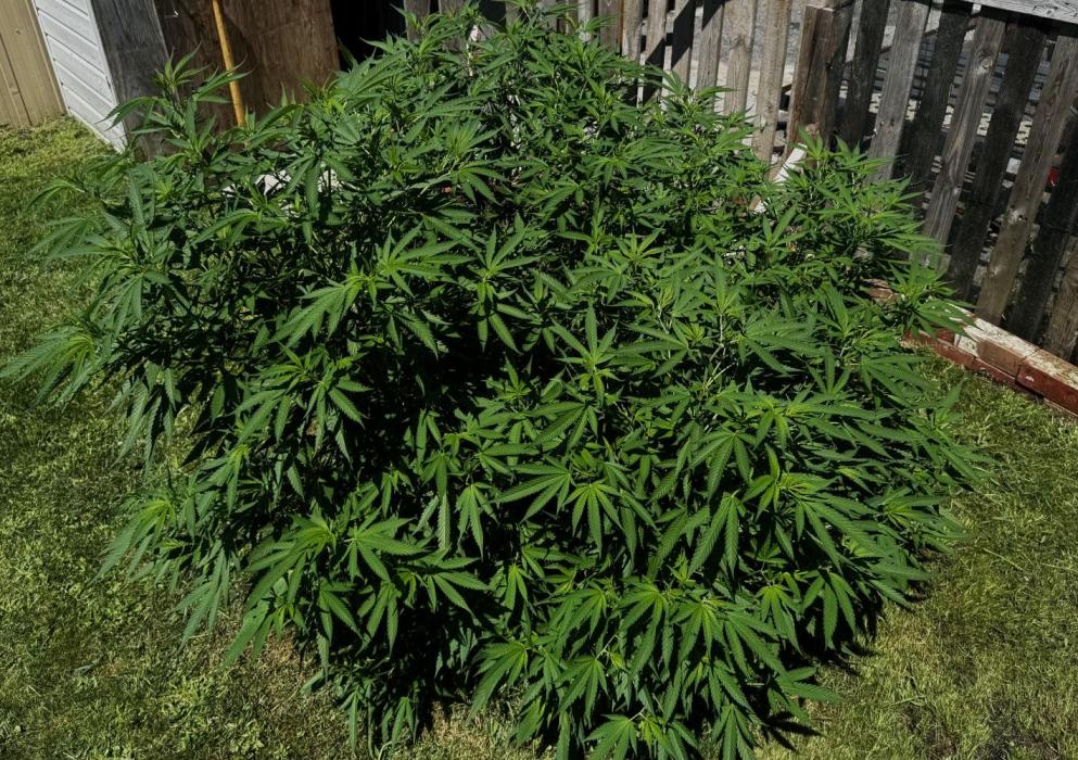 White Widow. Week 18