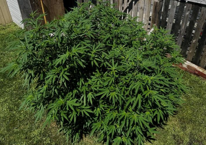 White Widow. Week 18
