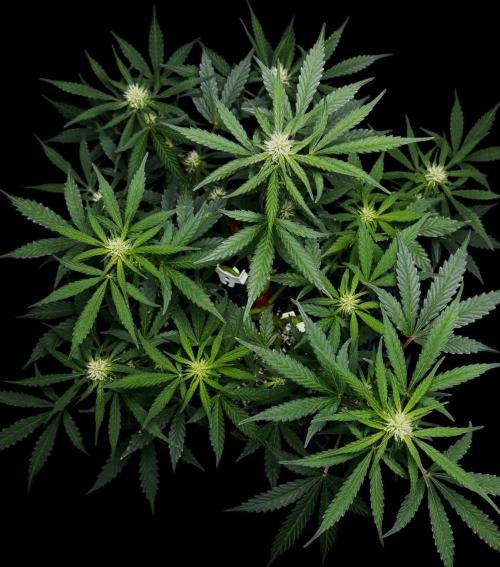 ?Delicious Cookies Auto #3?. Week 7