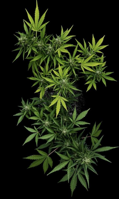 Lemon haze Auto. Week 10