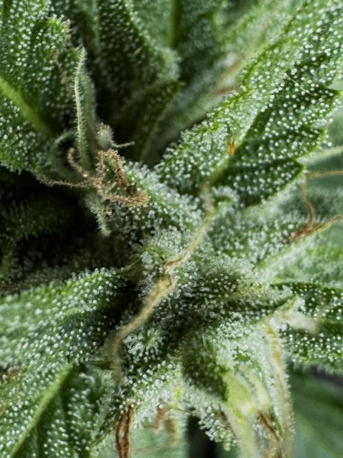 Lemon haze Auto. Week 10