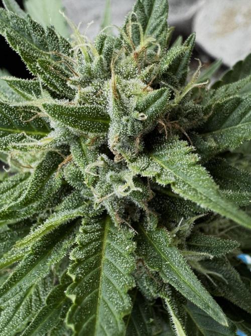 Lemon haze Auto. Week 10