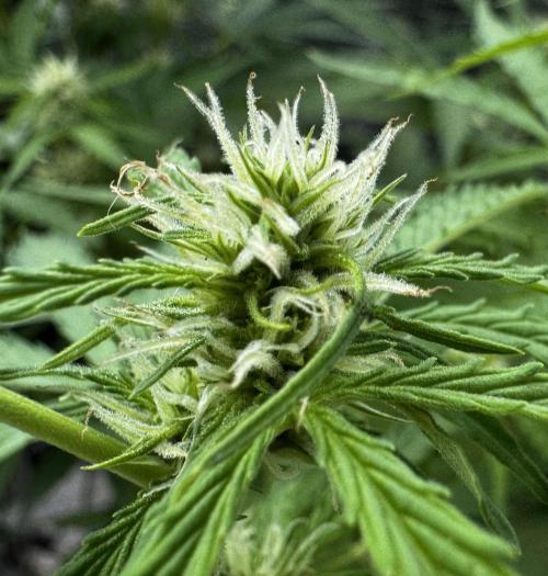 Black Orchid auto. Week 7
