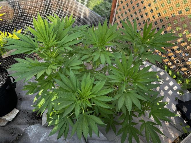 Golosa. Week 10