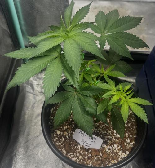 Bay Burger. Week 5