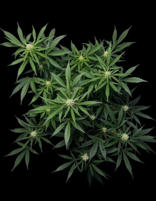 ?Delicious Cookies Auto #3?. Week 7
