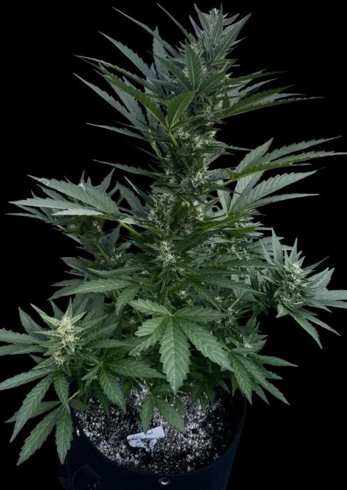 Melon Mush. Week 8
