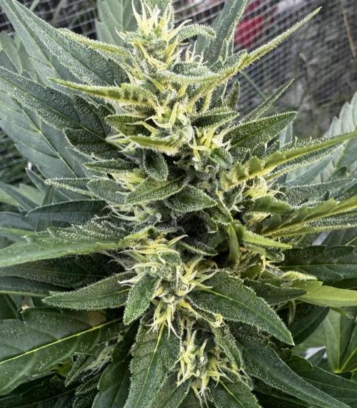 Melon Mush. Week 8