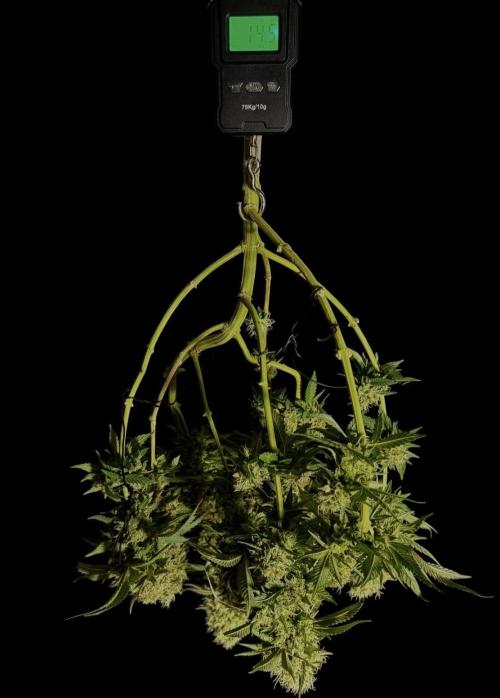 Pure skunk Go Fast. Week 17