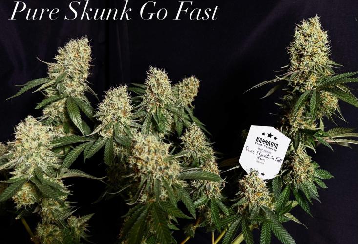 Pure skunk Go Fast. Week 16