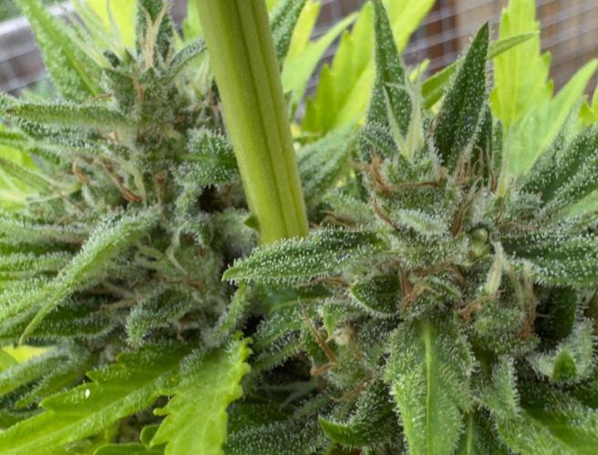 Black Dog Auto. Week 10