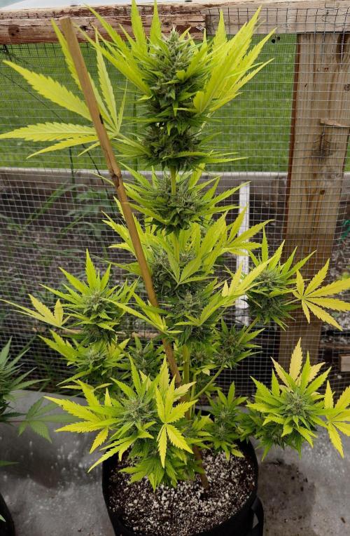 Black Dog Auto. Week 10