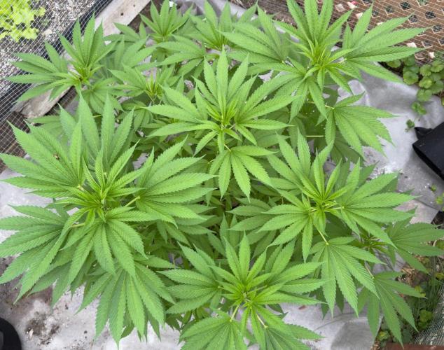 Golosa. Week 11