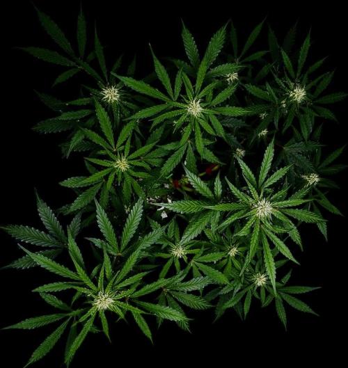 Delicious Cookies Auto. Week 7