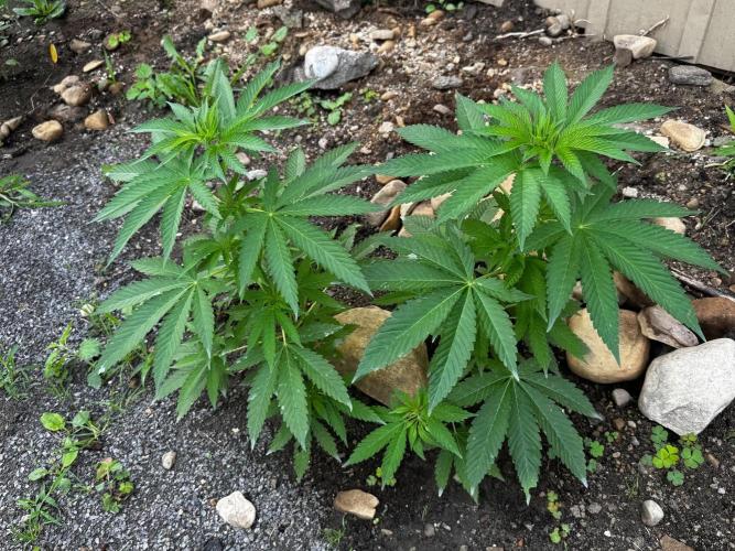 Twins Delicious Cookies. Week 8
