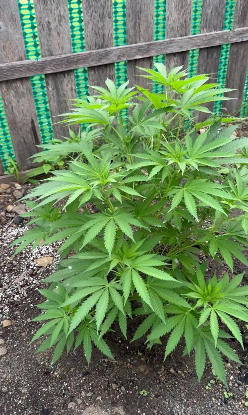 Amnesia Haze GoFast