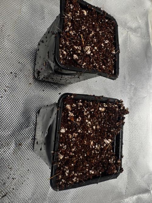 Zoap Rose. Week 0