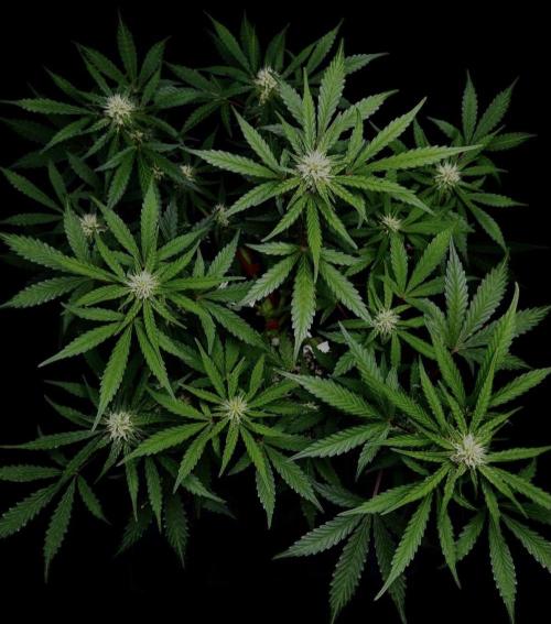 ?Delicious Cookies Auto #3?. Week 7