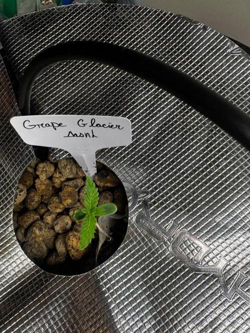 Grape Glacier. Week 1